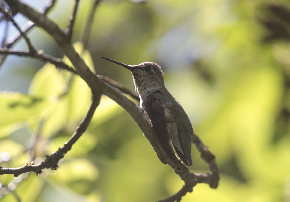 kalypta růžovohlavá - ML639295965