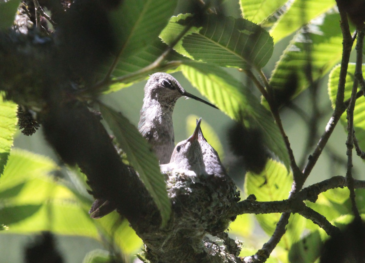 kalypta růžovohlavá - ML639295966