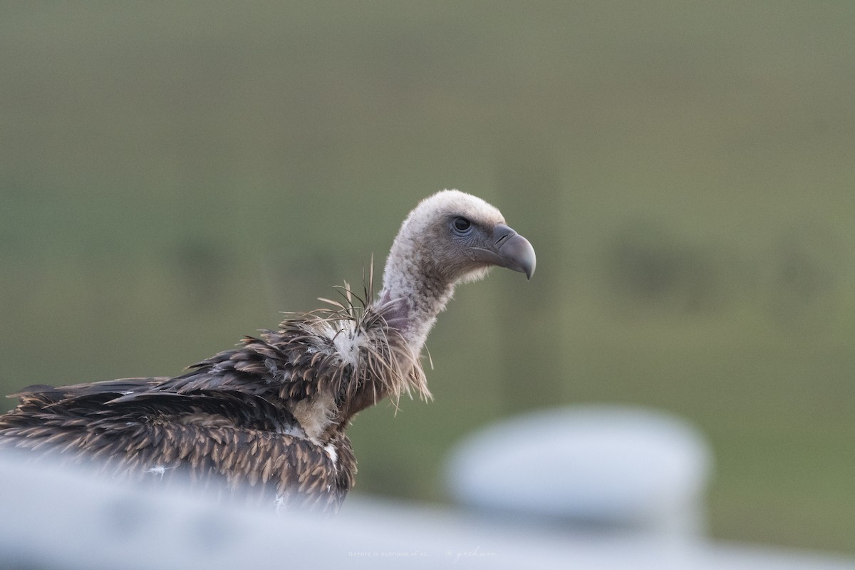Himalayan Griffon - ML639295986