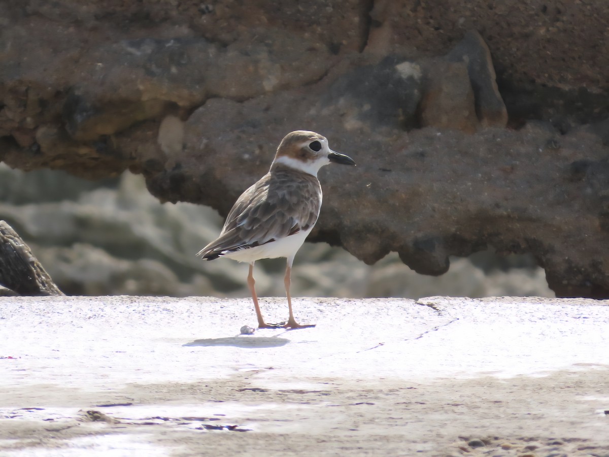 Wilson's Plover - ML639296142