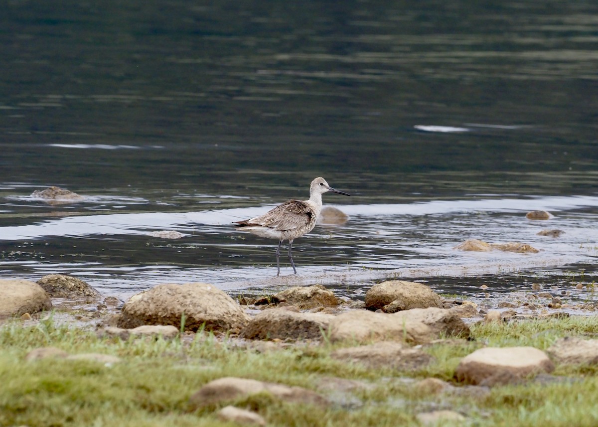 Willet (Western) - ML639296153