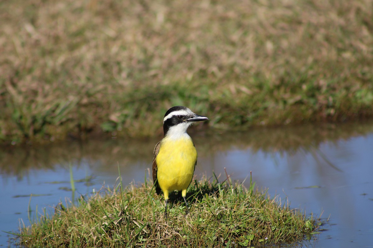 Great Kiskadee - ML639296185