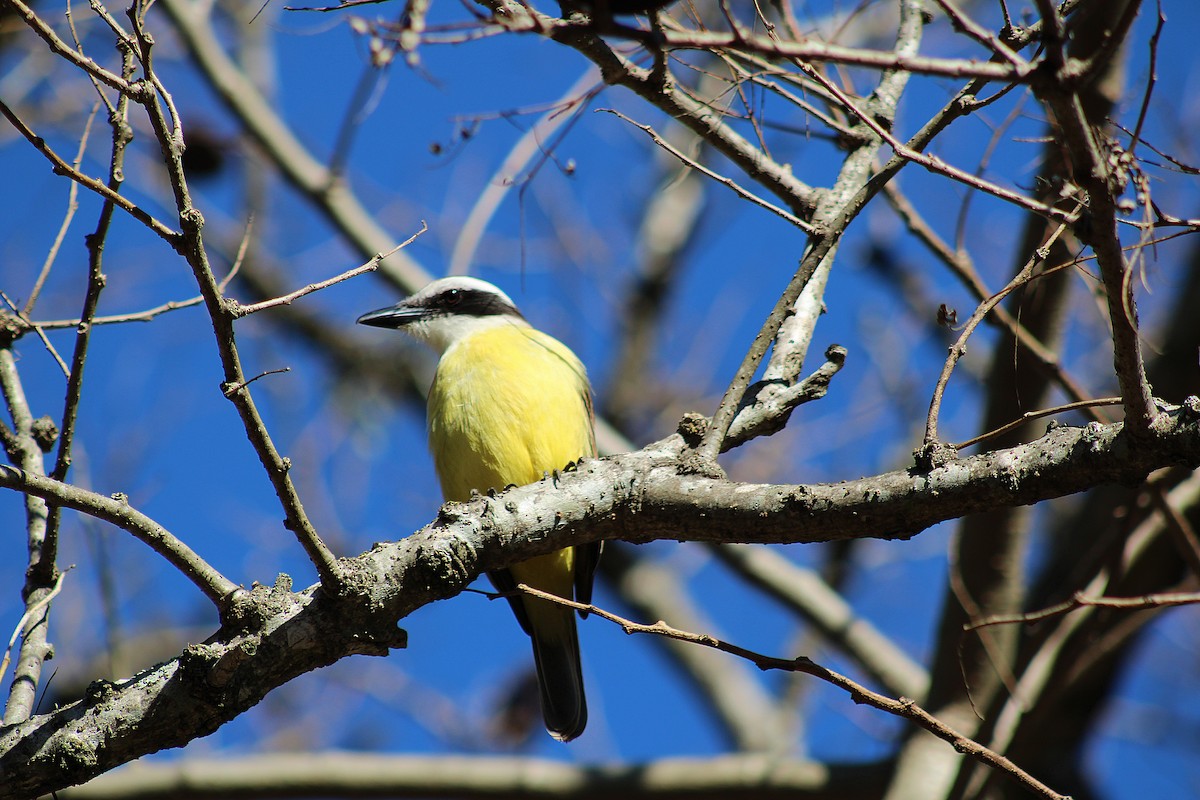 Great Kiskadee - ML639296186