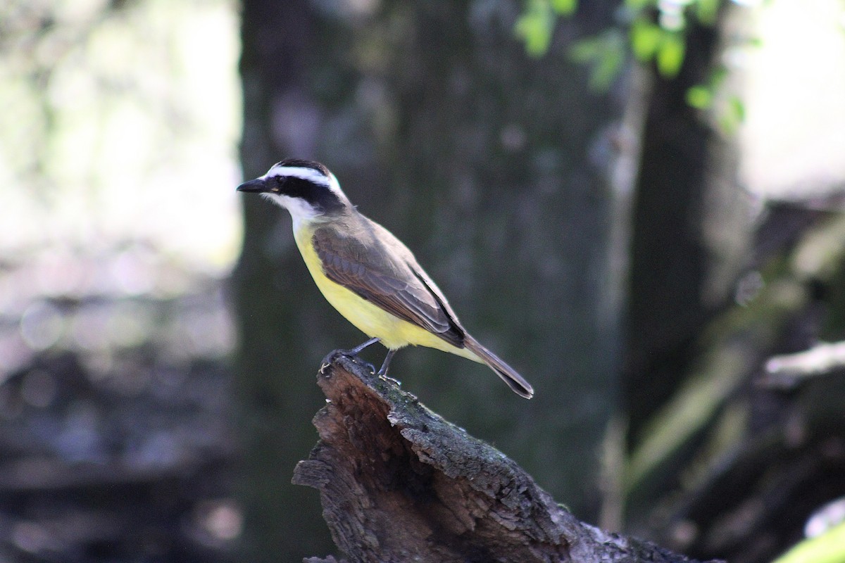 Great Kiskadee - ML639296188