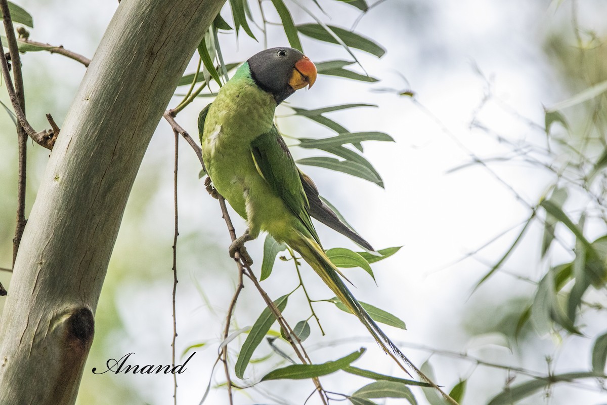 Slaty-headed Parakeet - ML639296230