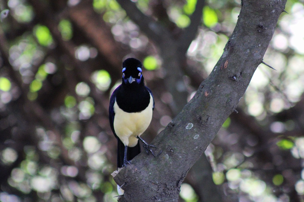 Plush-crested Jay - ML639296244