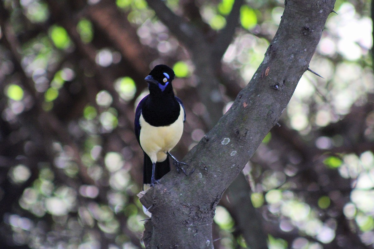 Plush-crested Jay - ML639296245
