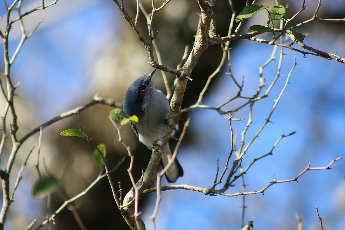 Masked Gnatcatcher - ML639296260