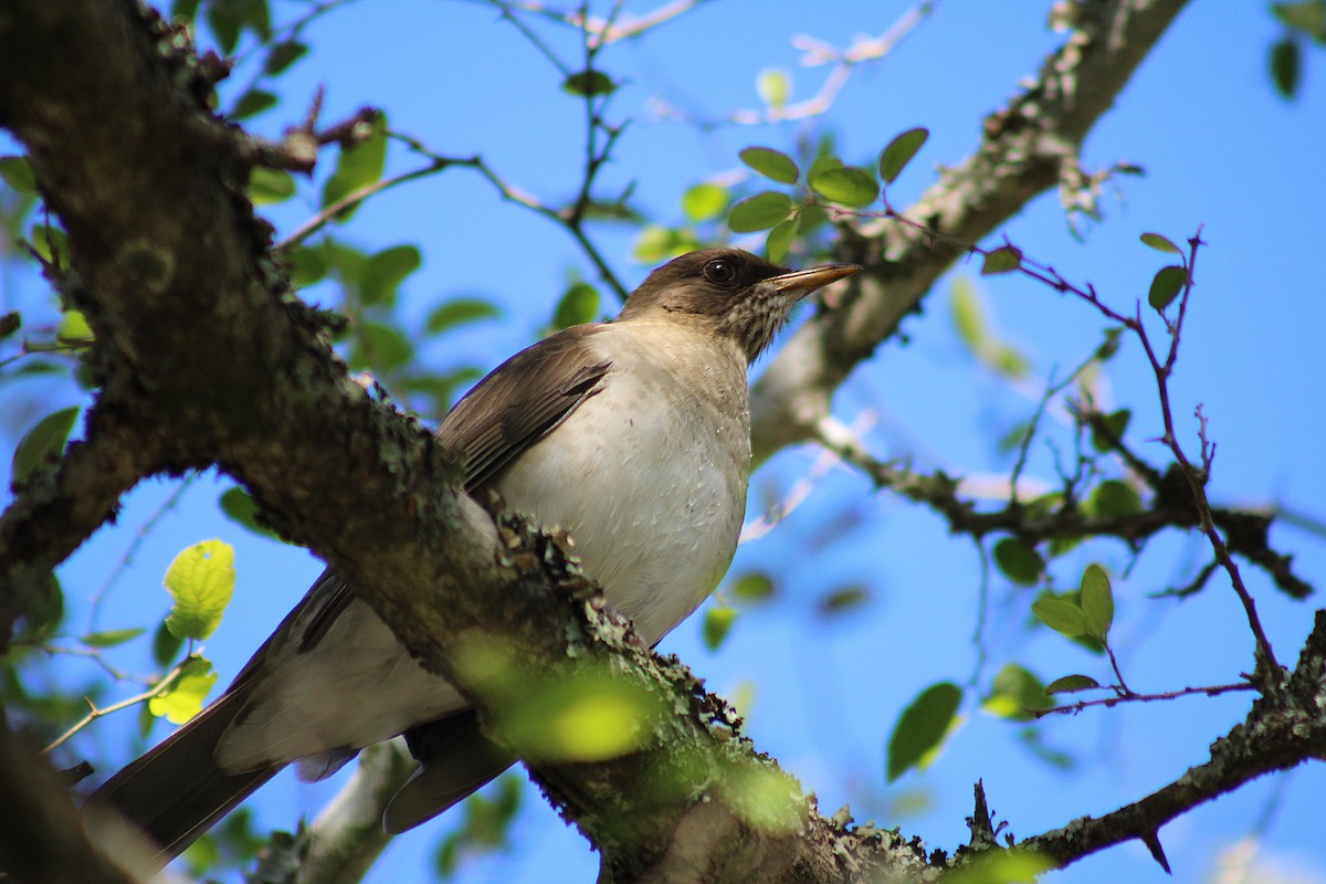 Creamy-bellied Thrush - ML639296337