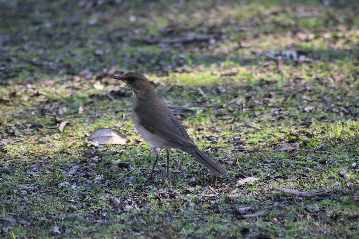 Creamy-bellied Thrush - ML639296338