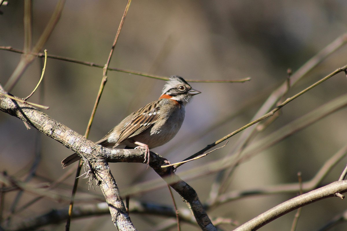 Rufous-collared Sparrow - ML639296364