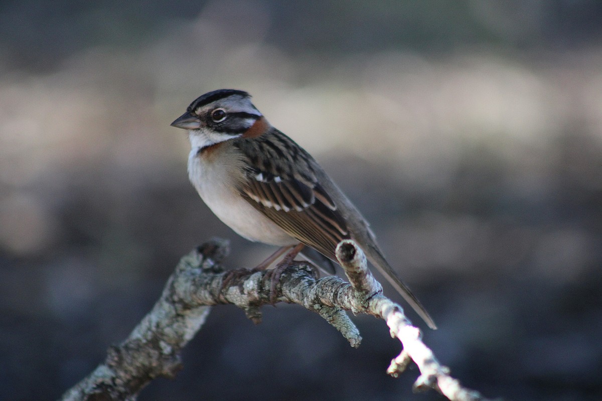 Rufous-collared Sparrow - ML639296367
