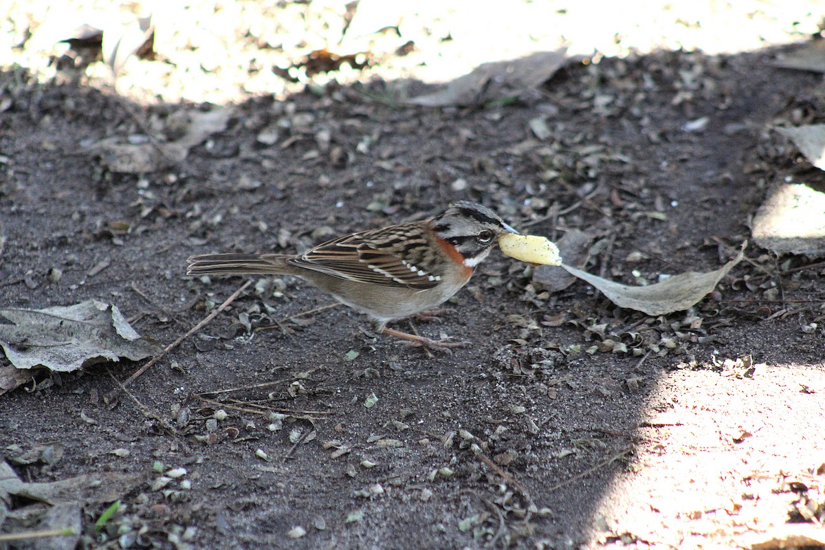 Rufous-collared Sparrow - ML639296368