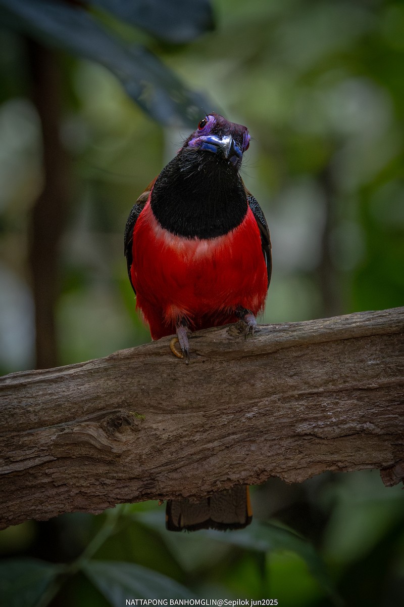 Diard's Trogon - ML639296377