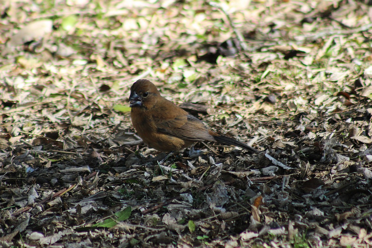 Ultramarine Grosbeak - ML639296400