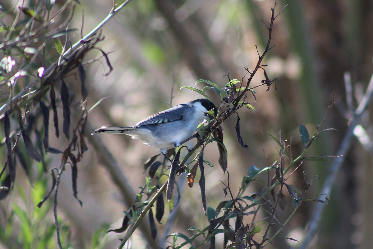 Black-capped Warbling Finch - ML639296413