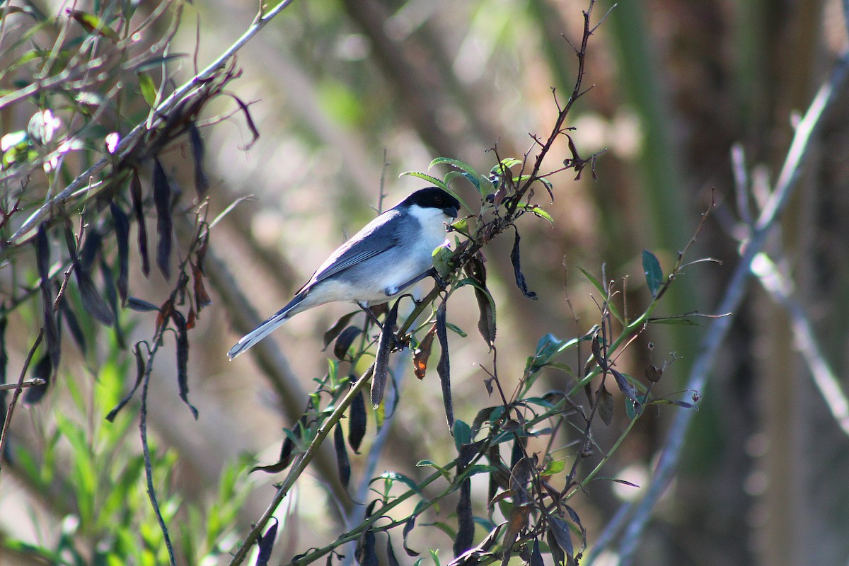 Black-capped Warbling Finch - ML639296417