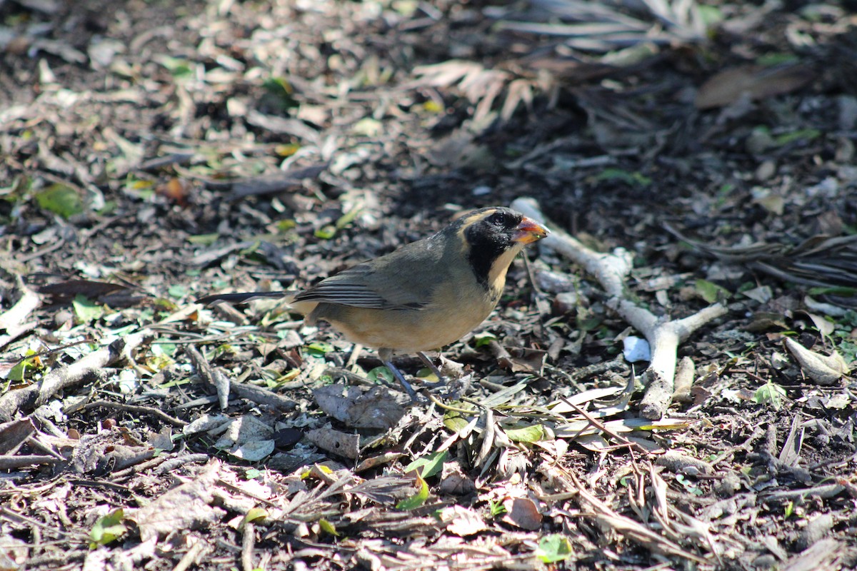 Golden-billed Saltator - ML639296442