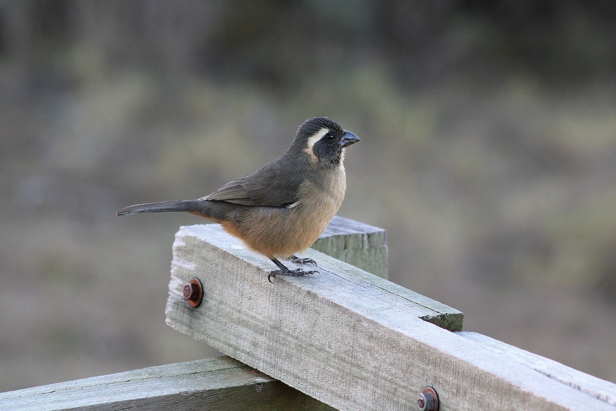 Golden-billed Saltator - ML639296446