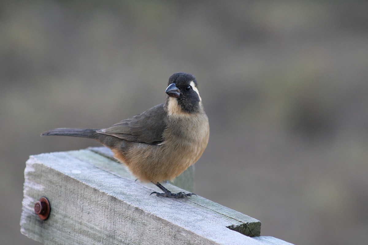 Golden-billed Saltator - ML639296447