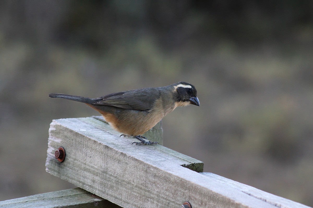 Golden-billed Saltator - ML639296448