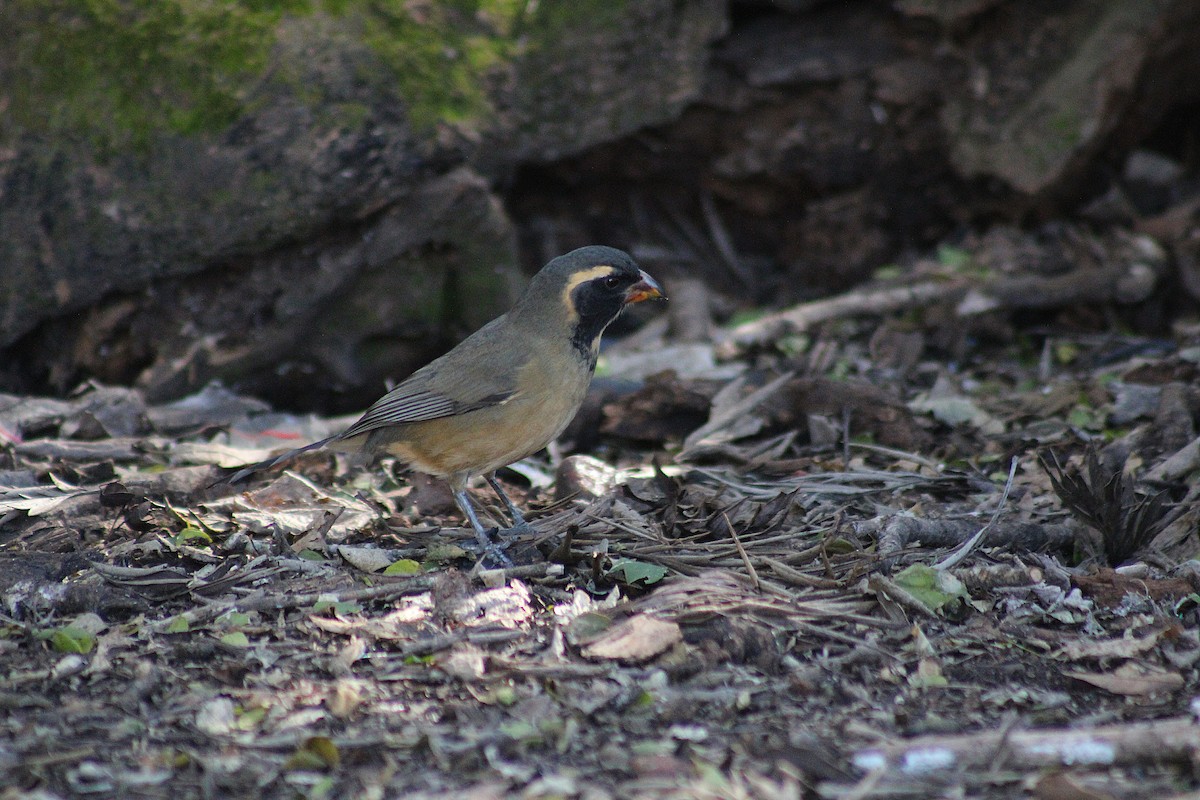 Golden-billed Saltator - ML639296449