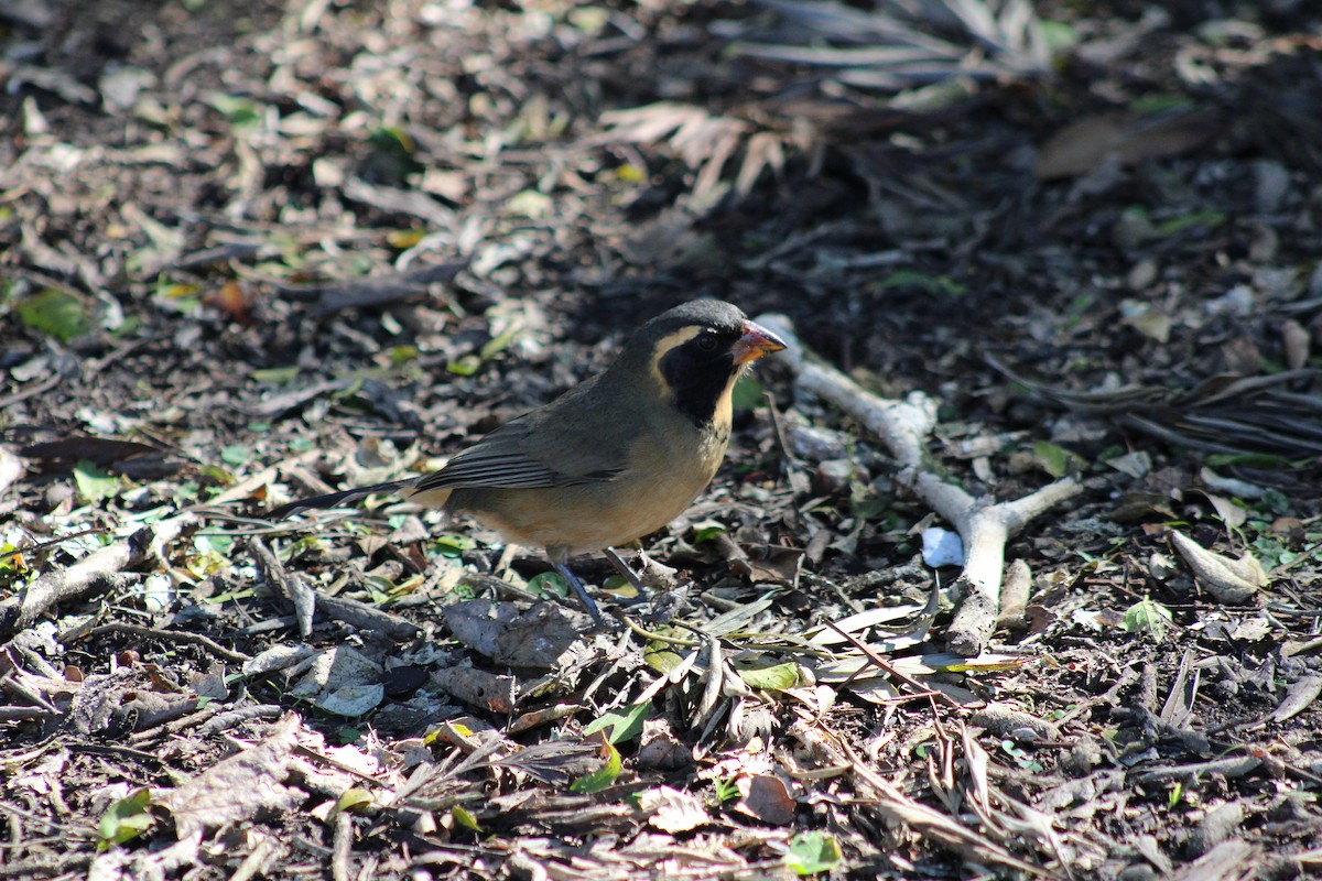 Golden-billed Saltator - ML639296450