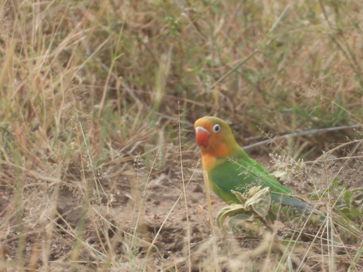 Fischer's Lovebird - ML639296654