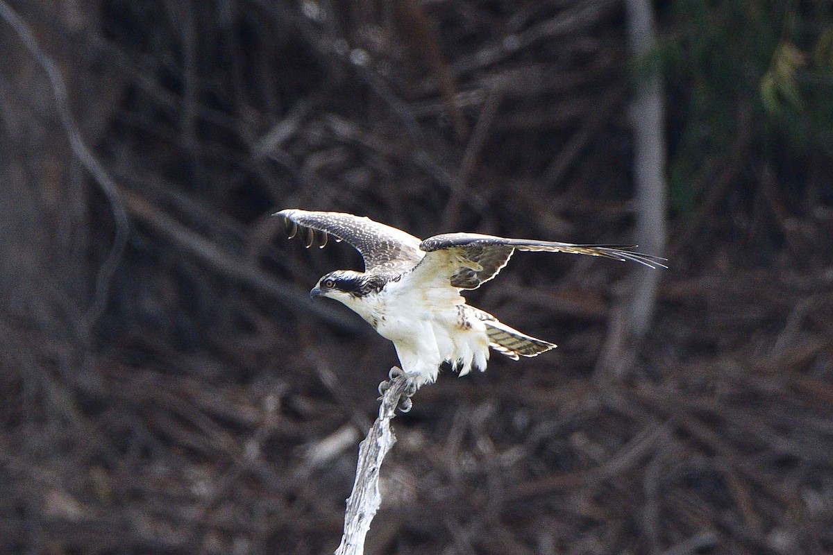 Osprey - ML639296764