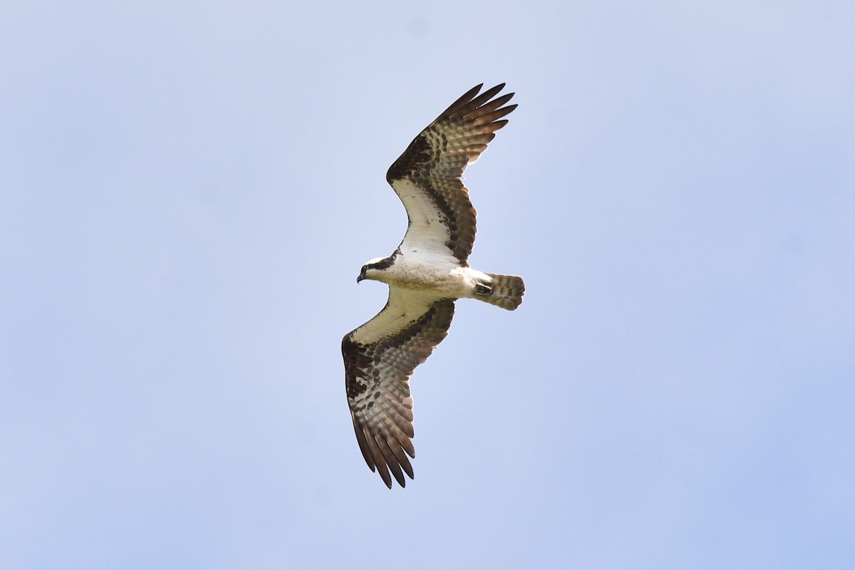 Osprey - ML639296767