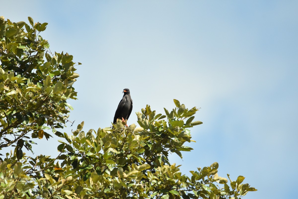 Snail Kite - ML639296823