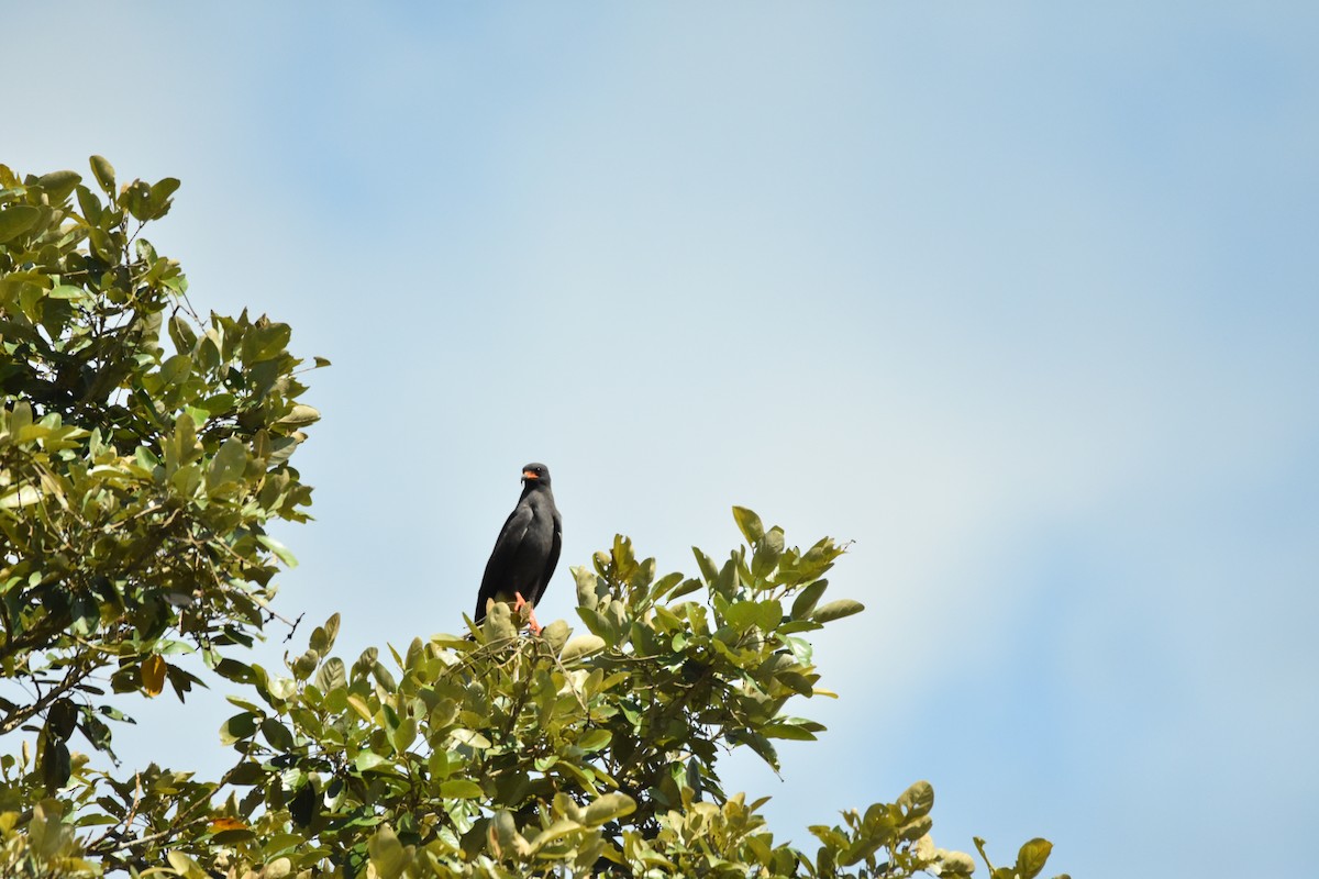 Snail Kite - ML639296824