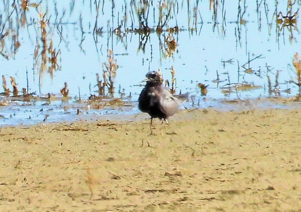Black Tern - ML639296896