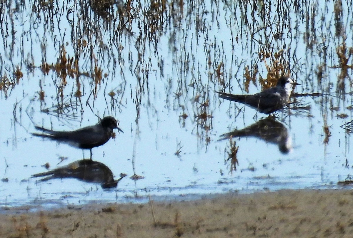 Black Tern - ML639296897