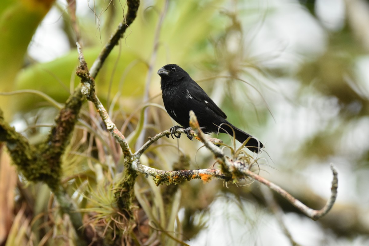 Variable Seedeater - ML639297072