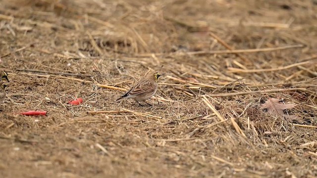 Horned Lark - ML639297087