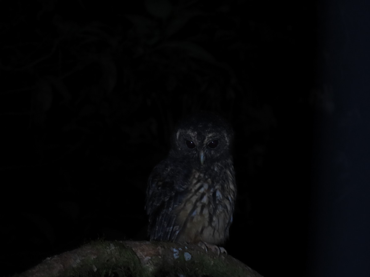 Mottled Owl - ML639297239