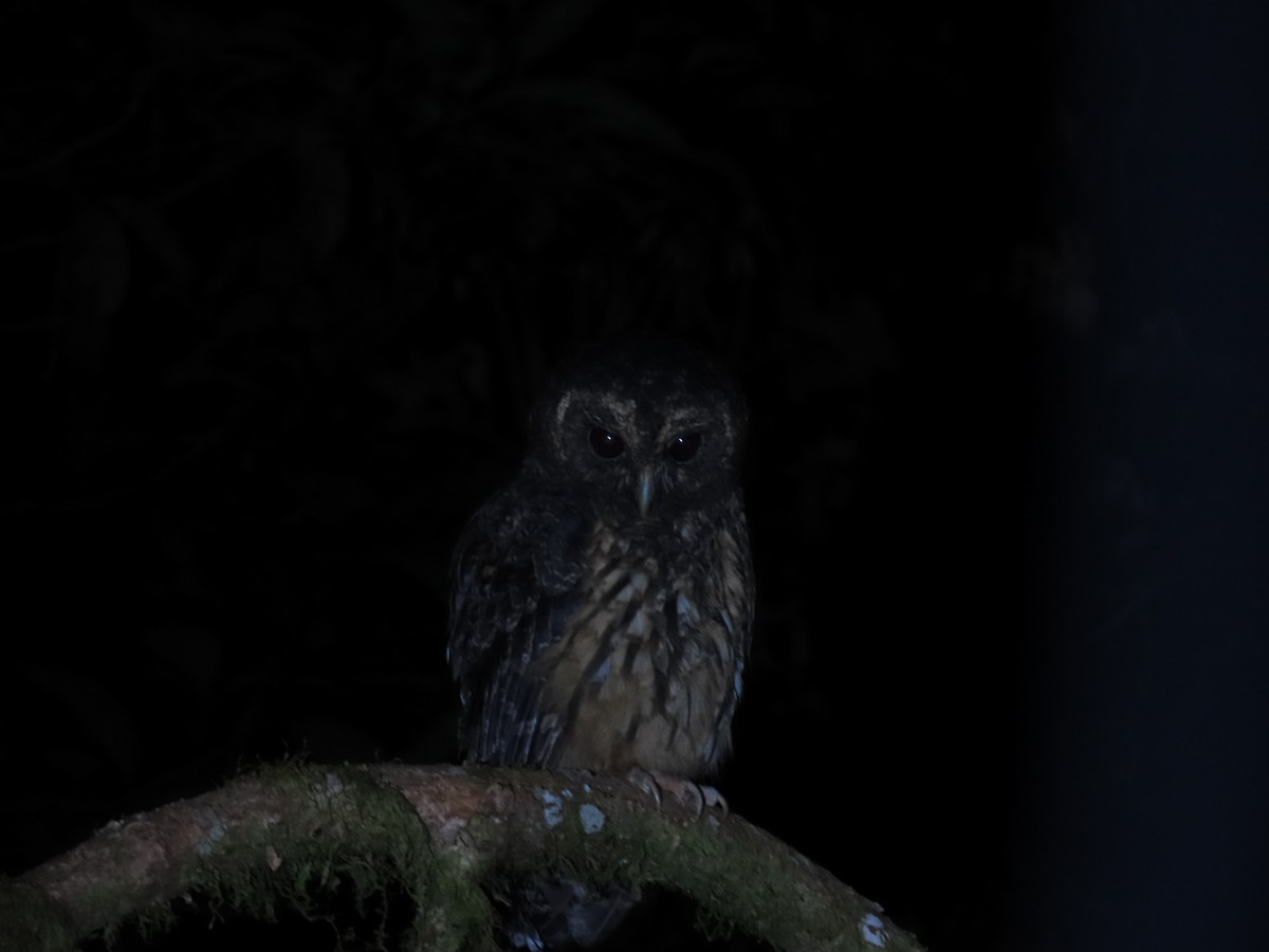 Mottled Owl - ML639297240