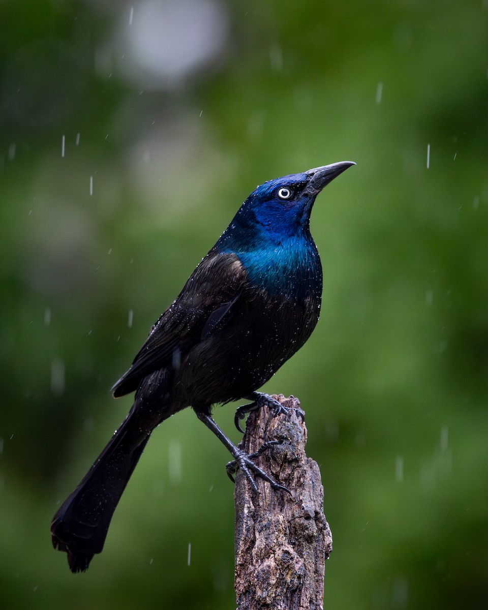 Common Grackle - ML639297562
