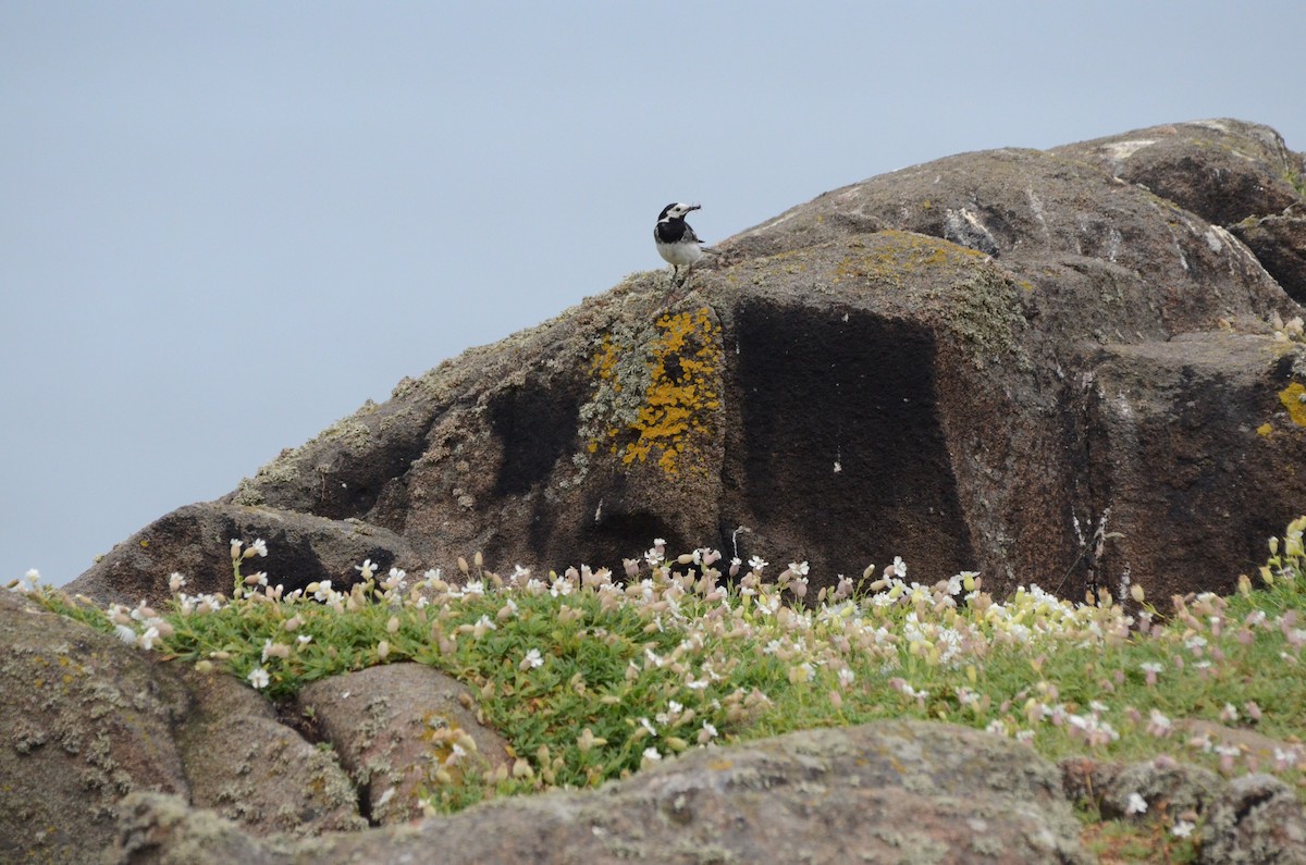 White Wagtail (British) - ML639297643