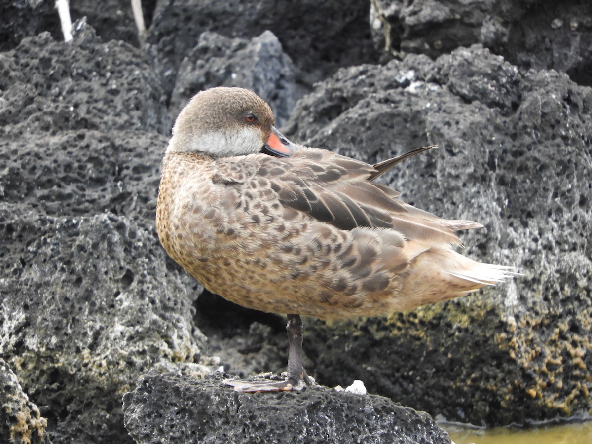 ホオジロオナガガモ（galapagensis） - ML639297725