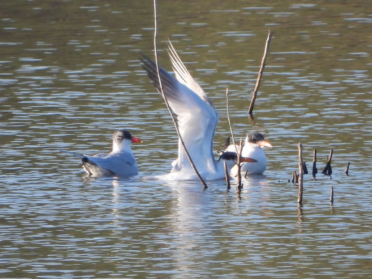 Sterne caspienne - ML639297882