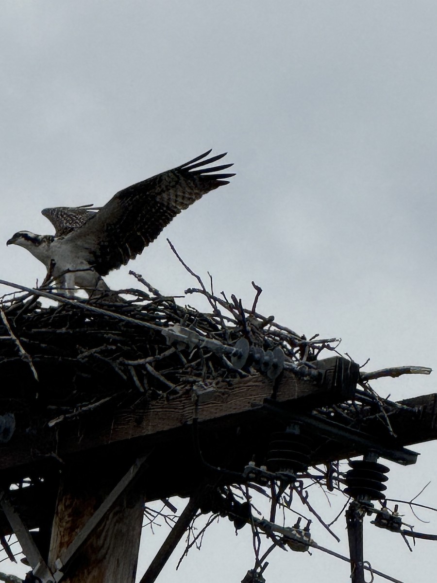 Osprey - ML639298042