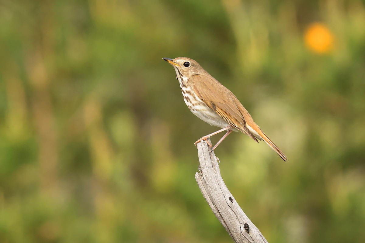 Hermit Thrush - ML639298050