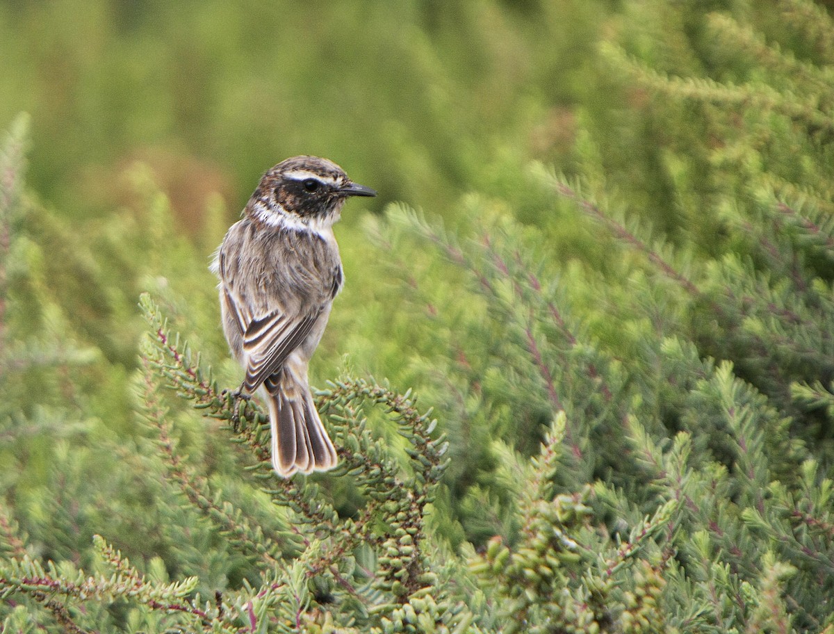 Fuerteventura Stonechat - ML639298105
