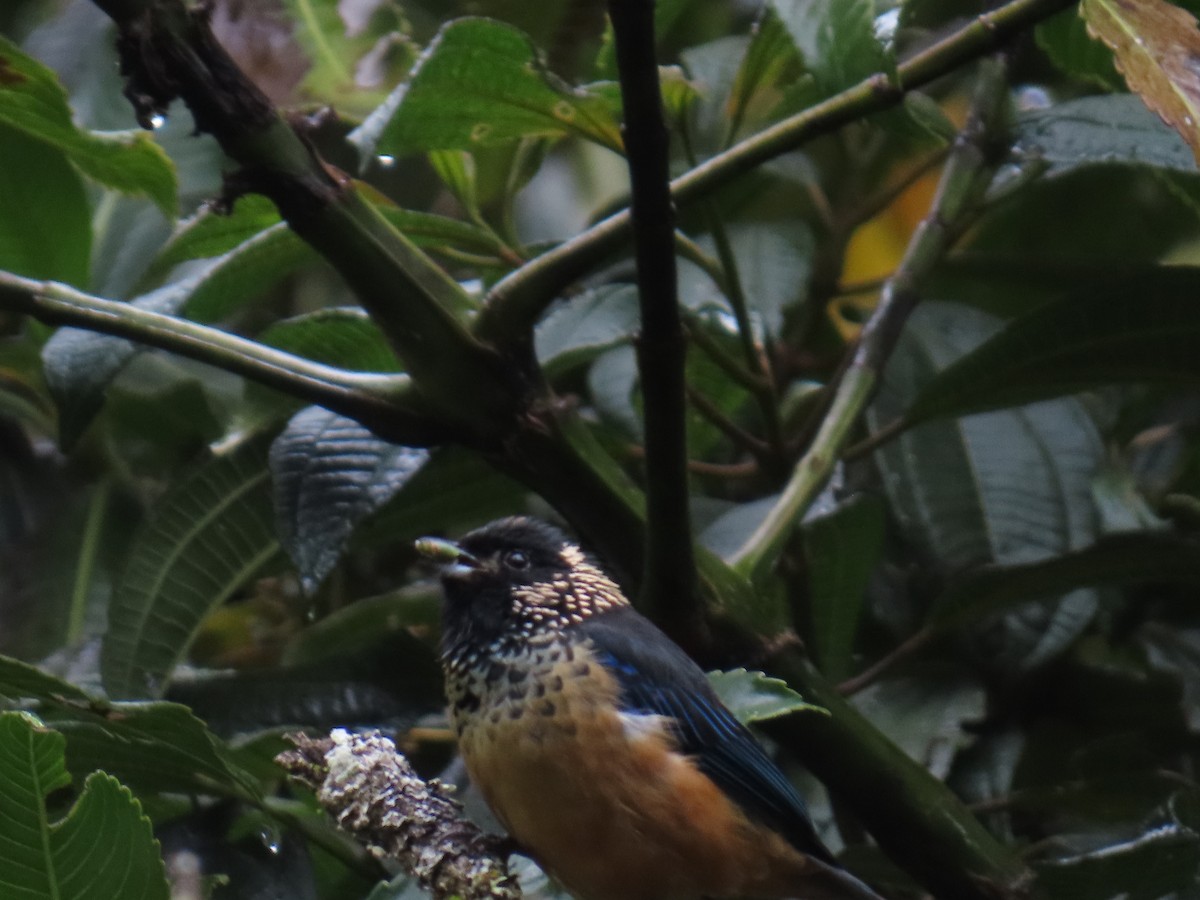 Spangle-cheeked Tanager - ML639298142