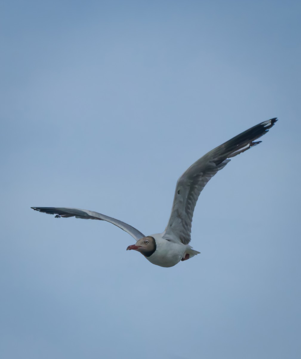 Brown-headed Gull - ML639298168