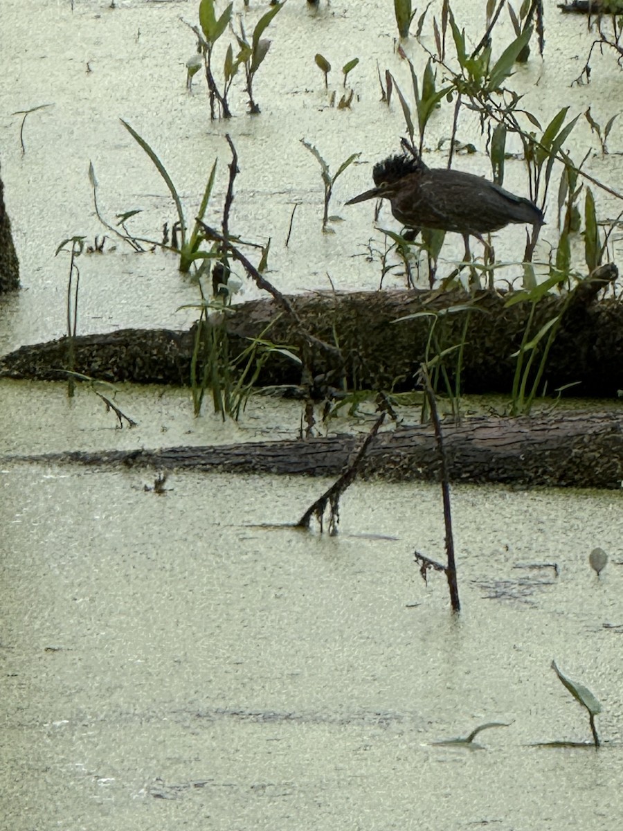 Green Heron - ML639298225