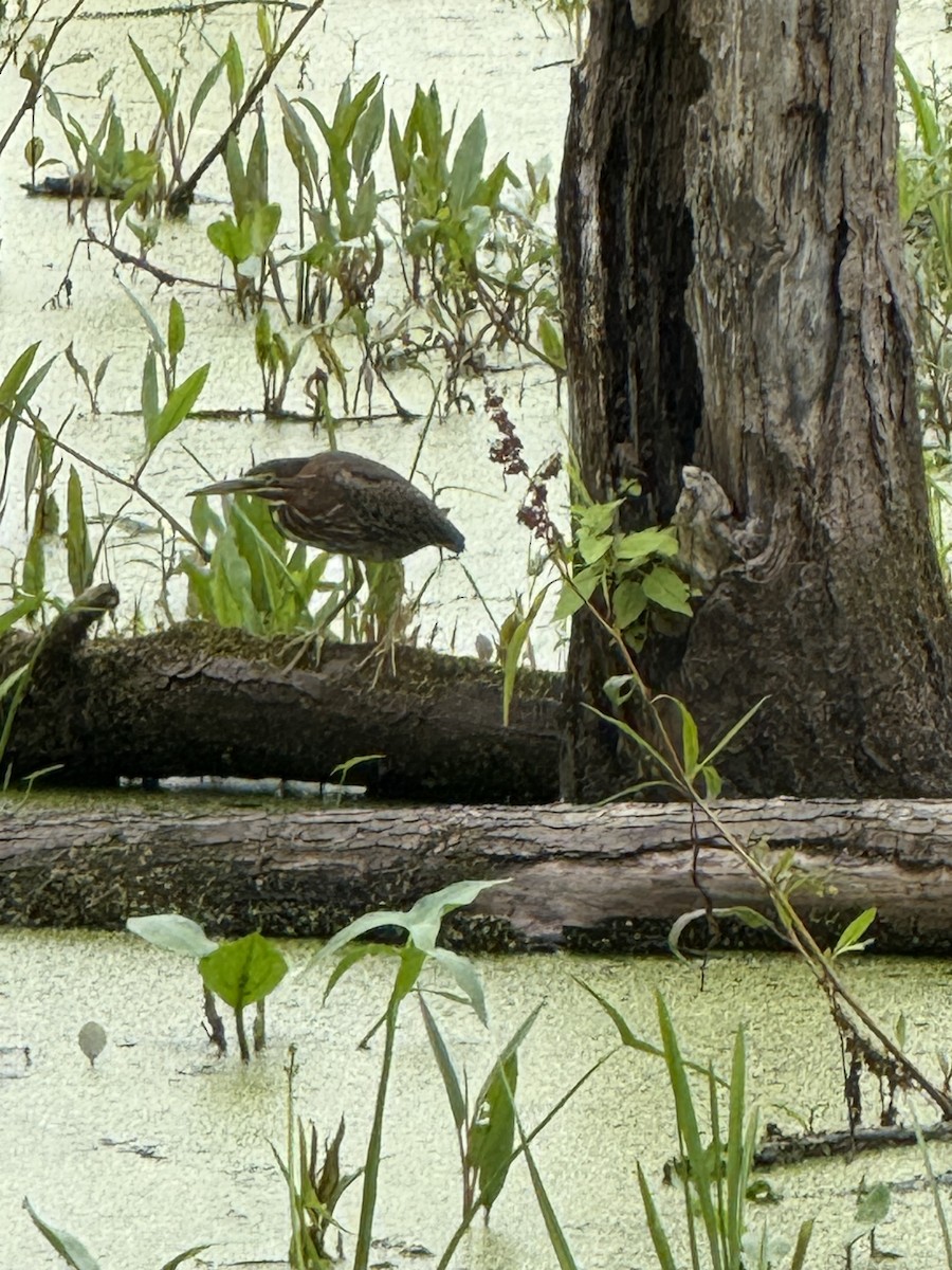 Green Heron - ML639298226