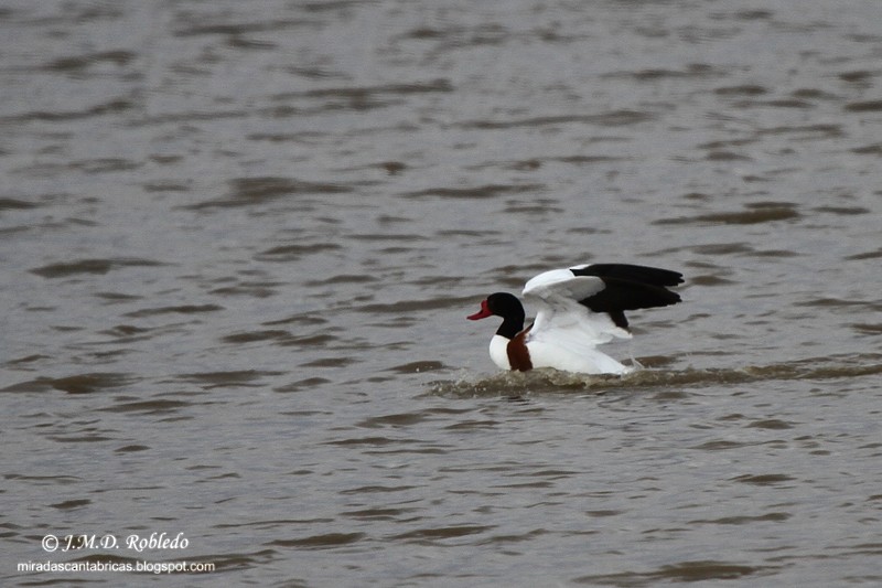Common Shelduck - ML639298241